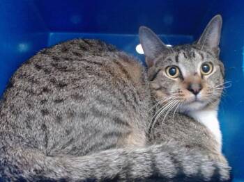 Domestic Short Hair Cats Available for Adoption - CUDDLES | PetCurious