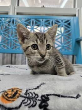 Alcide -  Domestic Short Hair Cat for Adoption in Savannah, Georgia - Alcide | PetCurious