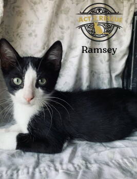 Rescue Domestic Short Hair Cats for Adoption in Riverside, California - Ramsey | PetCurious