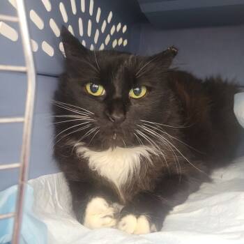 Rescue Domestic Long Hair Cats for Adoption in Rochester, Minnesota - Robertyne | PetCurious