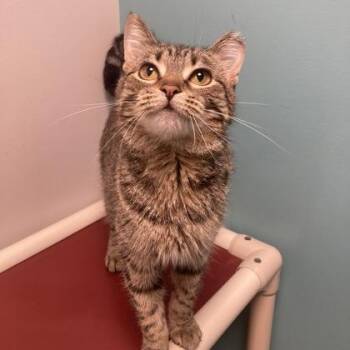 President Snow -  Domestic Short Hair Cat for Adoption in Janesville, Wisconsin - President Snow | PetCurious