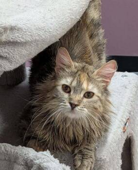 Earth -  Domestic Long Hair Cat for Adoption in Wetaskiwin, Alberta - Earth | PetCurious