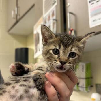 Great Smoky -  Domestic Short Hair Cat for Adoption in Asheville, North Carolina - Great Smoky | PetCurious