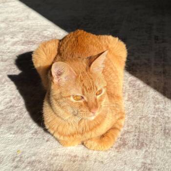 Cheddar (Bell) -  Domestic Short Hair Cat for Adoption in Houston, Texas - Cheddar (Bell) | PetCurious