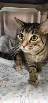 Naboo -  Domestic Short Hair Cat for Adoption in Maple Shade, New Jersey - Naboo | PetCurious