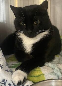 Domestic Short Hair Cats Available for Adoption - Lala | PetCurious