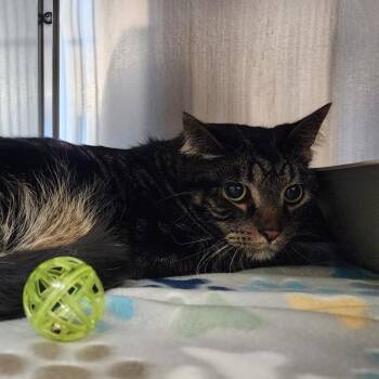 Domestic Short Hair Cats Available for Adoption in Manhattan, Kansas - Jack | PetCurious