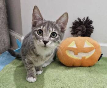 Rescue Tabby Cats for Adoption in Metairie, Louisiana - Little Peaches - Purr Kitten For Adoption | PetCurious