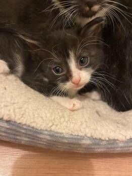 Caprica -  Domestic Short Hair Cat for Adoption in Evansville, Indiana - Caprica | PetCurious