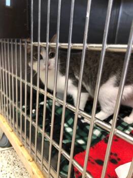 Domestic Short Hair Cats Available for Adoption in Columbia, Tennessee - Doug | PetCurious