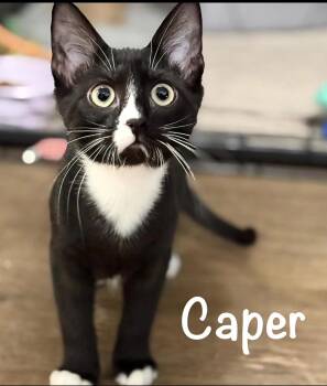 Caper -  Domestic Short Hair Cat for Adoption in Pawleys Island, South Carolina - Caper | PetCurious