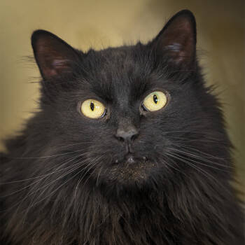 Rescue Domestic Long Hair Cats for Adoption in Lakewood, Colorado - Lumen | PetCurious