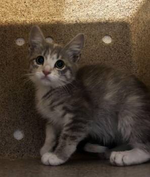 Lentil -  Domestic Short Hair Cat for Adoption in Fruit Heights, Utah - Lentil | PetCurious