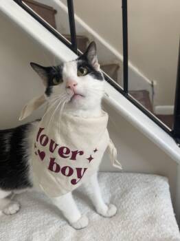 Domestic Short Hair Cats Available for Adoption - Gourdo | PetCurious