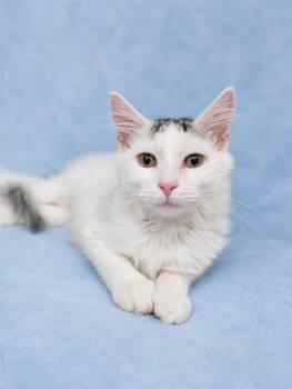 OMIE -  Domestic Short Hair Cat for Adoption in Westminster, Maryland - OMIE | PetCurious