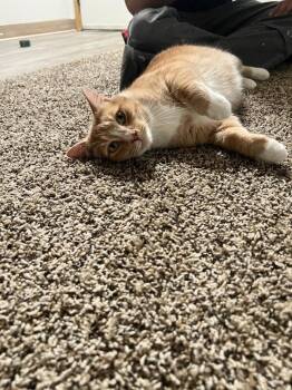 Domestic Short Hair Cats Available for Adoption in Battle Ground, Washington - Lizzy | PetCurious