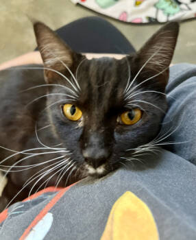 Rescue Domestic Short Hair Cats for Adoption in Fort Worth, Texas - Pastina | PetCurious