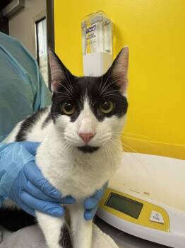 Batman -  Domestic Short Hair Cat for Adoption in Raleigh, North Carolina - Batman | PetCurious