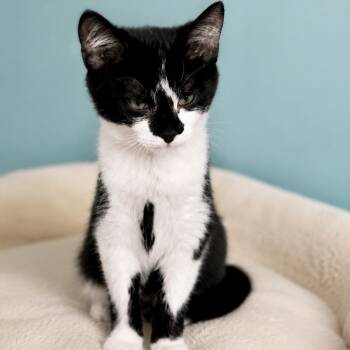 Annapolis -  Domestic Short Hair Cat for Adoption in Richmond, Virginia - Annapolis | PetCurious