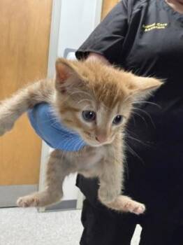 Oodles -  Domestic Short Hair Cat for Adoption in Shreveport, Louisiana - Oodles | PetCurious