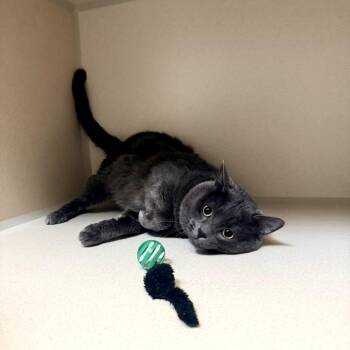 Domestic Short Hair and Chartreux Cats Available for Adoption in Great Falls, Montana - Bubs | PetCurious