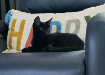 Gemma -  Domestic Short Hair Cat for Adoption in Alafaya, Florida - Gemma | PetCurious
