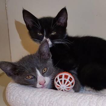 Nita -  Domestic Short Hair Cat for Adoption in Dayton, Ohio - Nita | PetCurious