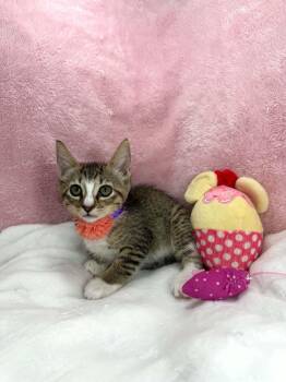 Tally -  Domestic Short Hair Cat Available for Adoption in Tavares, Florida - Tally | PetCurious
