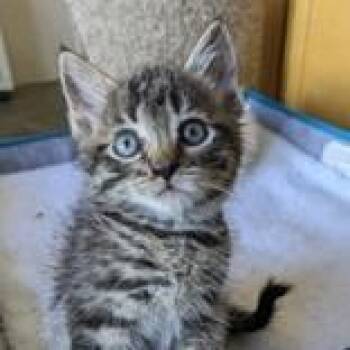 Zander -  Domestic Short Hair Cat for Adoption in Flagstaff, Arizona - Zander | PetCurious