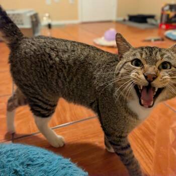 Rigby -  Domestic Short Hair Cat for Adoption in Houston, Texas - Rigby | PetCurious