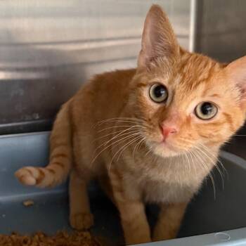 Mangolada -  Domestic Short Hair Cat for Adoption in Lakeland, Florida - Mangolada | PetCurious