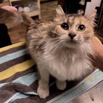 Annie -  Domestic Medium Hair Cat for Adoption in Owosso, Michigan - Annie | PetCurious
