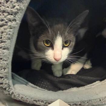 Harvest -  Domestic Short Hair Cat for Adoption in Hawthorne, California - Harvest | PetCurious