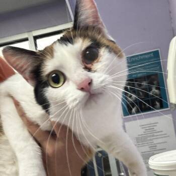 Godiva -  Domestic Short Hair Cat for Adoption in Saint Joseph, Missouri - Godiva | PetCurious