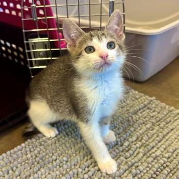 Micky -  Domestic Short Hair Cat for Adoption in Walnut Creek, California - Micky | PetCurious