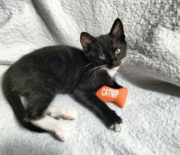 Rescue Domestic Short Hair Cats for Adoption in Boerne, Texas - John Deere | PetCurious