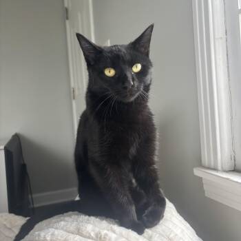 Spinach -  Domestic Short Hair Cat Available for Adoption in Nashville, Tennessee - Spinach | PetCurious