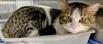 Domestic Short Hair Cats Available for Adoption - Veritas | PetCurious