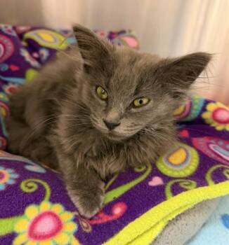 Periwinkle -  Domestic Long Hair and Domestic Short Hair Cat for Adoption in Westland, Michigan - Periwinkle | PetCurious