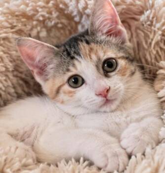 Katy Purry -  Domestic Short Hair Cat for Adoption in Davis, California - Katy Purry | PetCurious