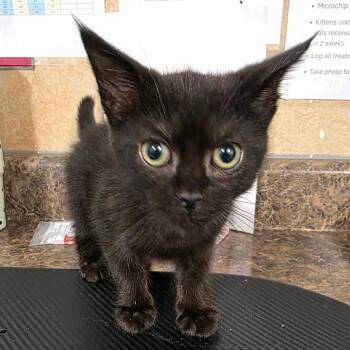 Juni -  Domestic Short Hair Cat for Adoption in Eureka Springs, Arkansas - Juni | PetCurious