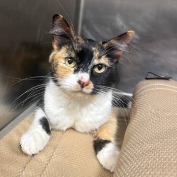 Domestic Medium Hair Cats Available for Adoption in Sand Springs, Oklahoma - Patches | PetCurious