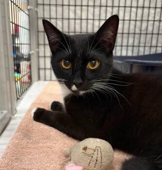 Sherwood -  Domestic Short Hair Cat for Adoption in Raleigh, North Carolina - Sherwood | PetCurious