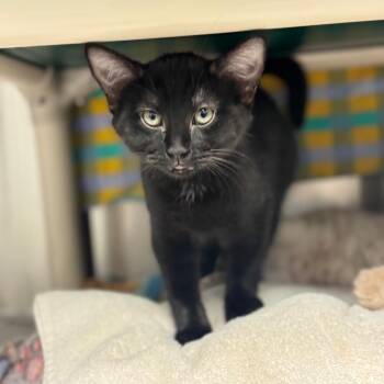 Grover -  Domestic Short Hair Cat for Adoption in Hendersonville, North Carolina - Grover | PetCurious