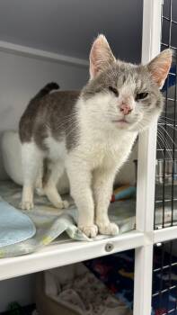 Domestic Short Hair Cats Available for Adoption in White Oak, Pennsylvania - Nimbus | PetCurious
