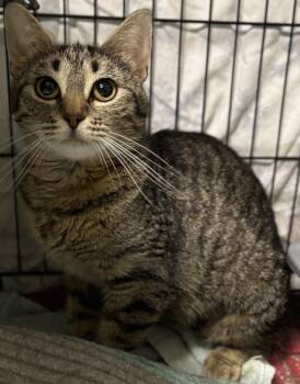 Rescue Extra Toes Cat Hemingway Polydactyl Cats for Adoption in Richland Center, Wisconsin - Marmalade | PetCurious