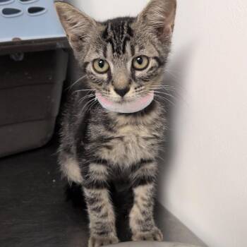 Arbor -  Domestic Short Hair Cat for Adoption in Hattiesburg, Mississippi - Arbor | PetCurious
