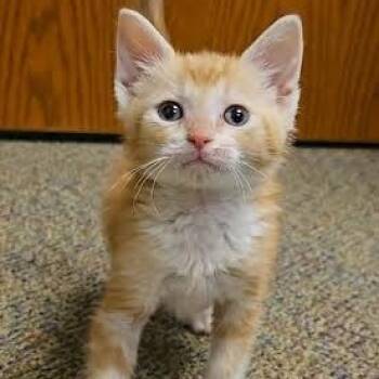 Forrest -  Calico Cat for Adoption in Hopkinsville, Kentucky - Forrest | PetCurious
