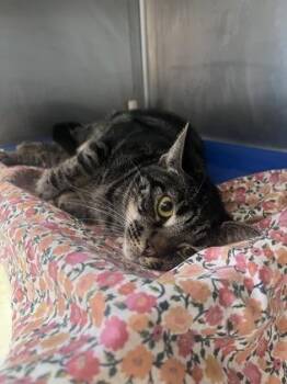 Siracha -  Domestic Short Hair Cat for Adoption in Largo, Florida - Siracha | PetCurious