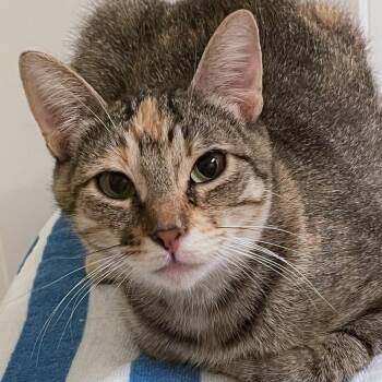 Bella -  Domestic Short Hair Cat for Adoption in Houston, Texas - Bella | PetCurious
